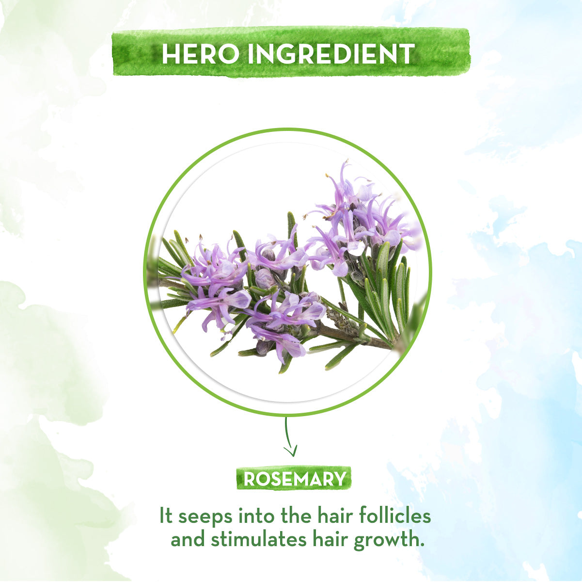 rosemary essential oil price and ingredients